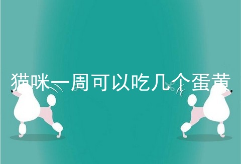 猫咪一周可以吃几个蛋黄