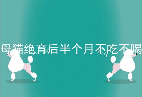 母猫绝育后半个月不吃不喝