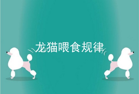 龙猫喂食规律