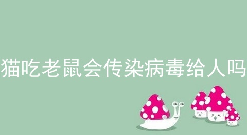 猫吃老鼠会传染病毒给人吗