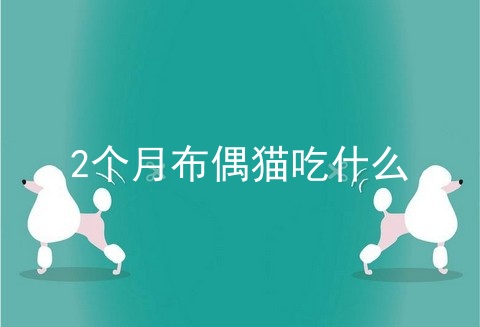 2个月布偶猫吃什么