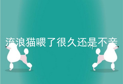 流浪猫喂了很久还是不亲