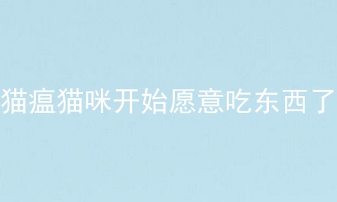 猫瘟猫咪开始愿意吃东西了