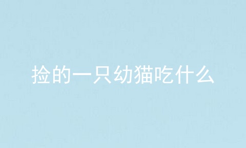 捡的一只幼猫吃什么
