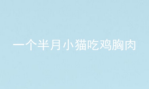 一个半月小猫吃鸡胸肉