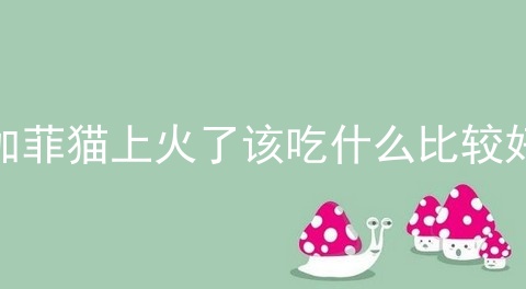 加菲猫上火了该吃什么比较好