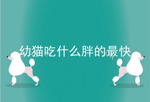 幼猫吃什么胖的最快