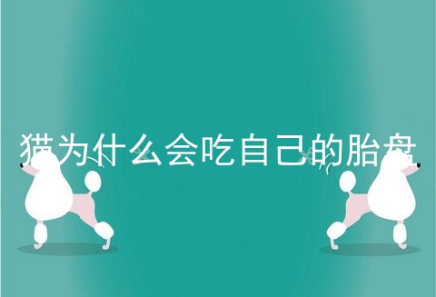 猫为什么会吃自己的胎盘