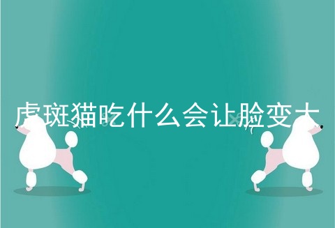 虎斑猫吃什么会让脸变大