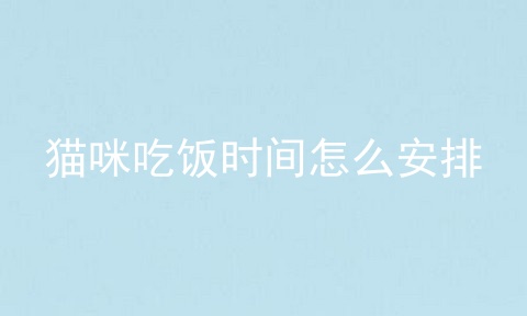 猫咪吃饭时间怎么安排