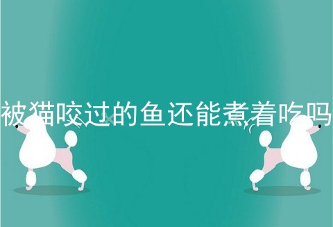 被猫咬过的鱼还能煮着吃吗