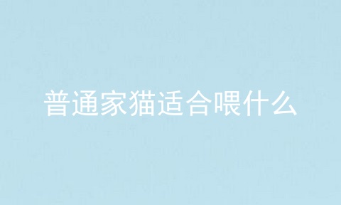 普通家猫适合喂什么