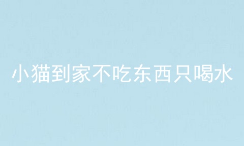 小猫到家不吃东西只喝水