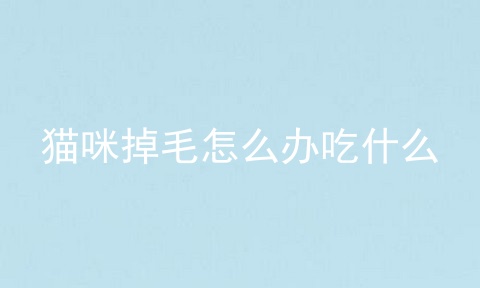 猫咪掉毛怎么办吃什么