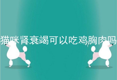 猫咪肾衰竭可以吃鸡胸肉吗