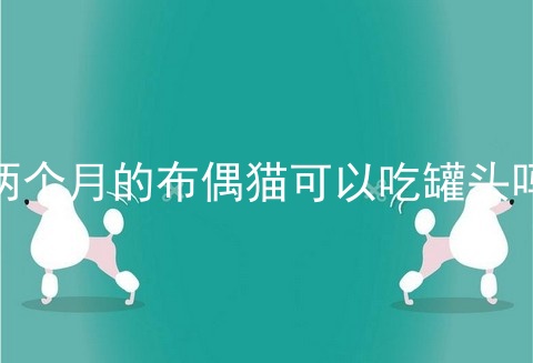 两个月的布偶猫可以吃罐头吗