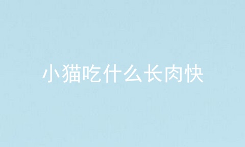 小猫吃什么长肉快