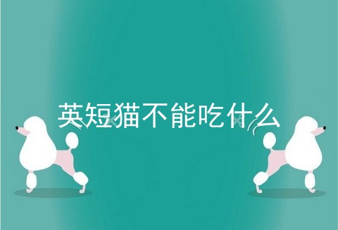 英短猫不能吃什么