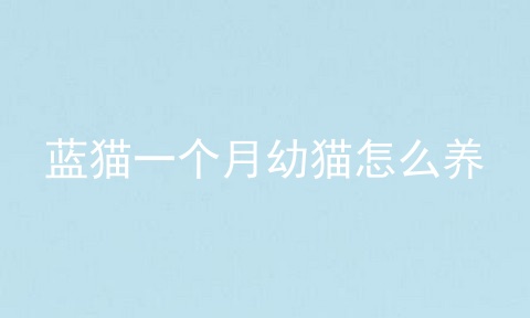 蓝猫一个月幼猫怎么养