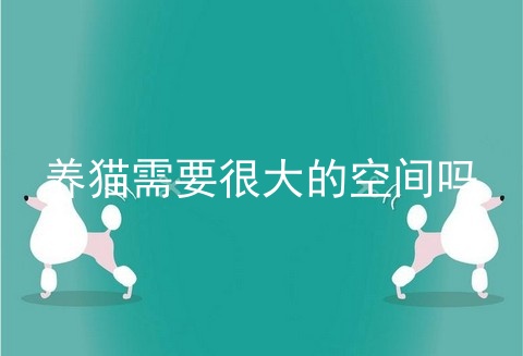 养猫需要很大的空间吗