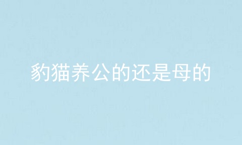 豹猫养公的还是母的