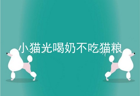 小猫光喝奶不吃猫粮