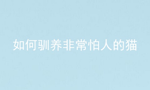 如何驯养非常怕人的猫