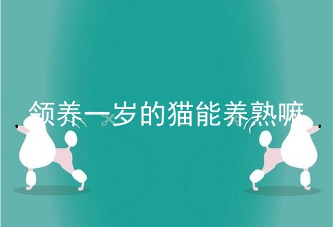 领养一岁的猫能养熟嘛