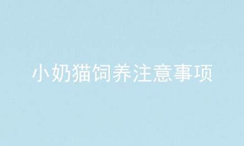 小奶猫饲养注意事项