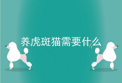养虎斑猫需要什么