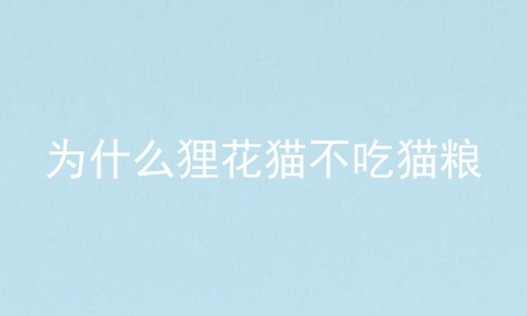 为什么狸花猫不吃猫粮