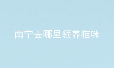 南宁去哪里领养猫咪