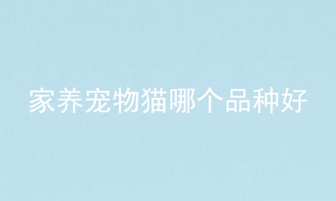 家养宠物猫哪个品种好