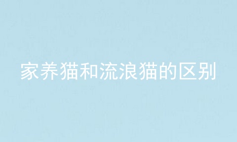 家养猫和流浪猫的区别