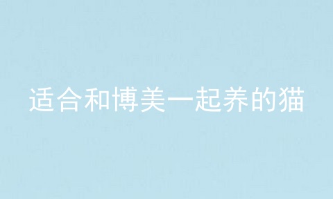 适合和博美一起养的猫