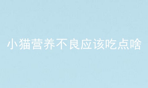 小猫营养不良应该吃点啥