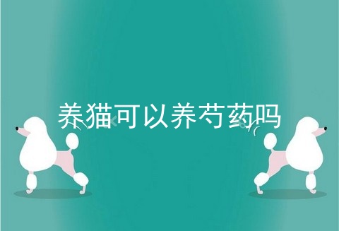 养猫可以养芍药吗