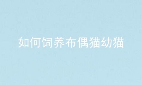 如何饲养布偶猫幼猫