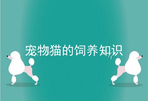 宠物猫的饲养知识