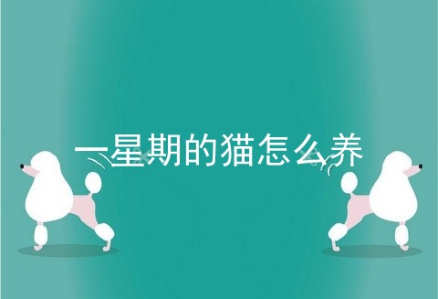 一星期的猫怎么养