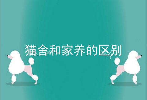 猫舍和家养的区别