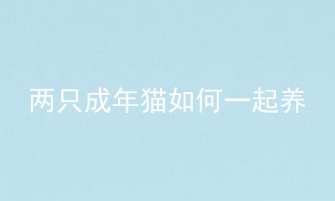 两只成年猫如何一起养