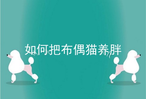 如何把布偶猫养胖