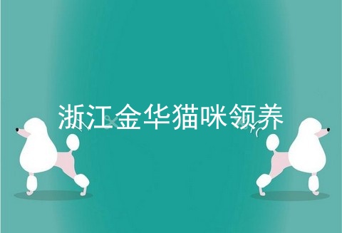 浙江金华猫咪领养