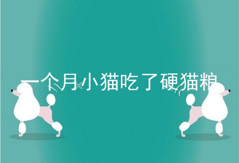 一个月小猫吃了硬猫粮
