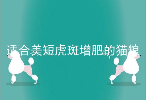 适合美短虎斑增肥的猫粮