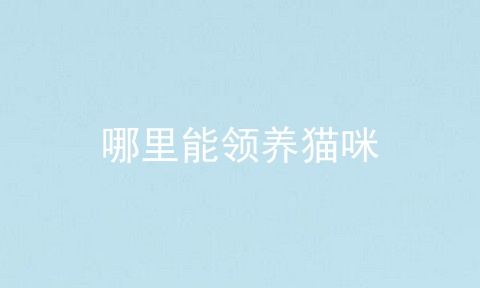 哪里能领养猫咪