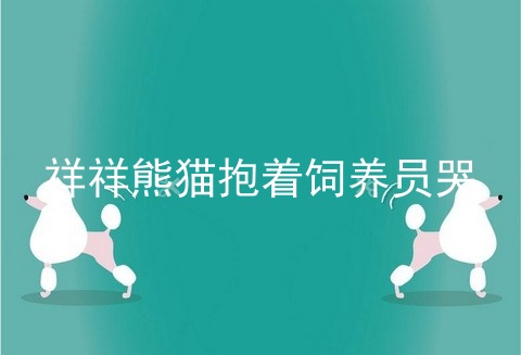 祥祥熊猫抱着饲养员哭