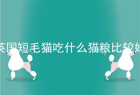 英国短毛猫吃什么猫粮比较好
