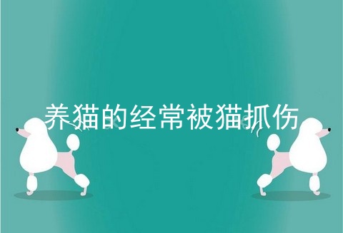 养猫的经常被猫抓伤